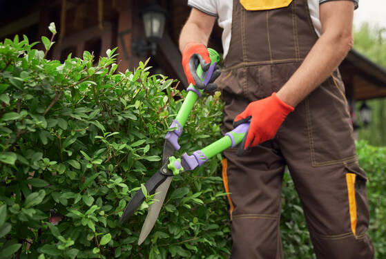 shrub maintenance